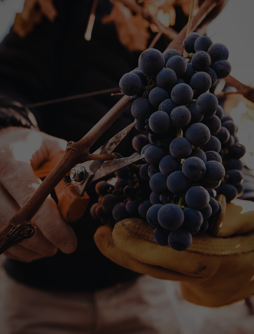 Harvesting Napa Valley Cabernet